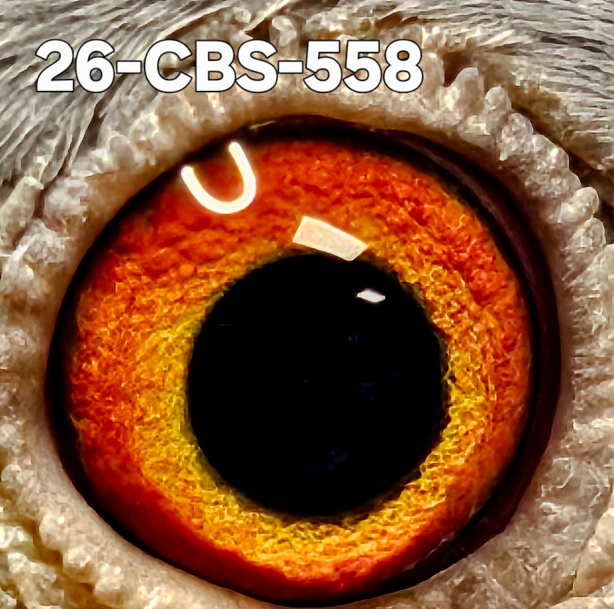 26-CBS-558 Blue hen. Lambrechts & Kittel!