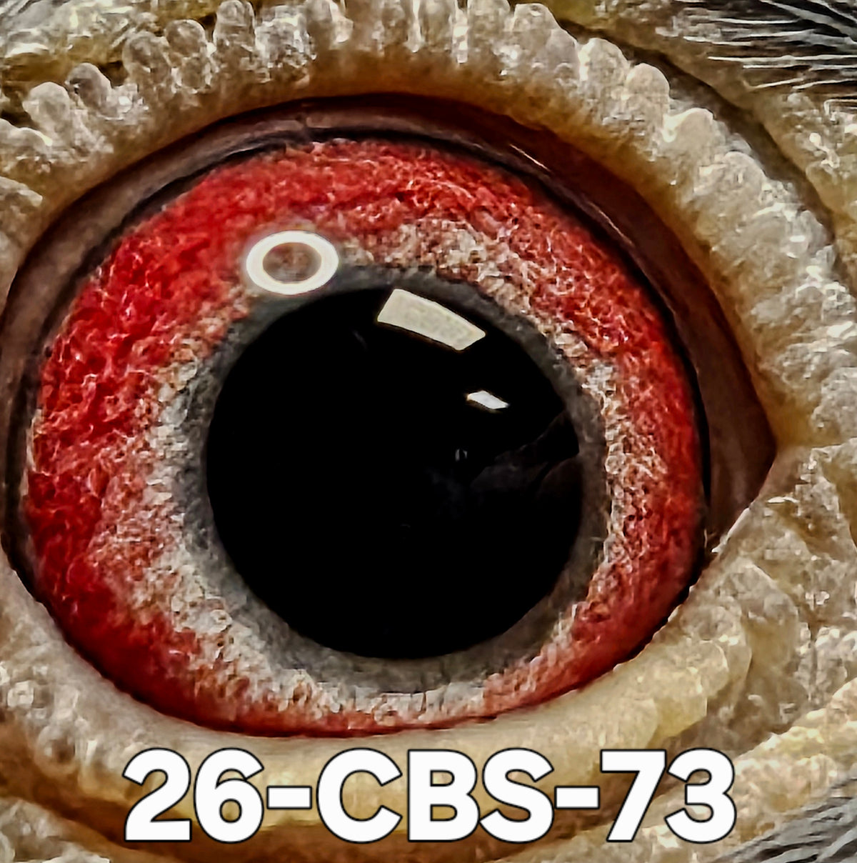 26-CBS-73 Pencil Cock. DiCaprio, Janssen, Kaasboer. FOUNDATION QUALITY!!