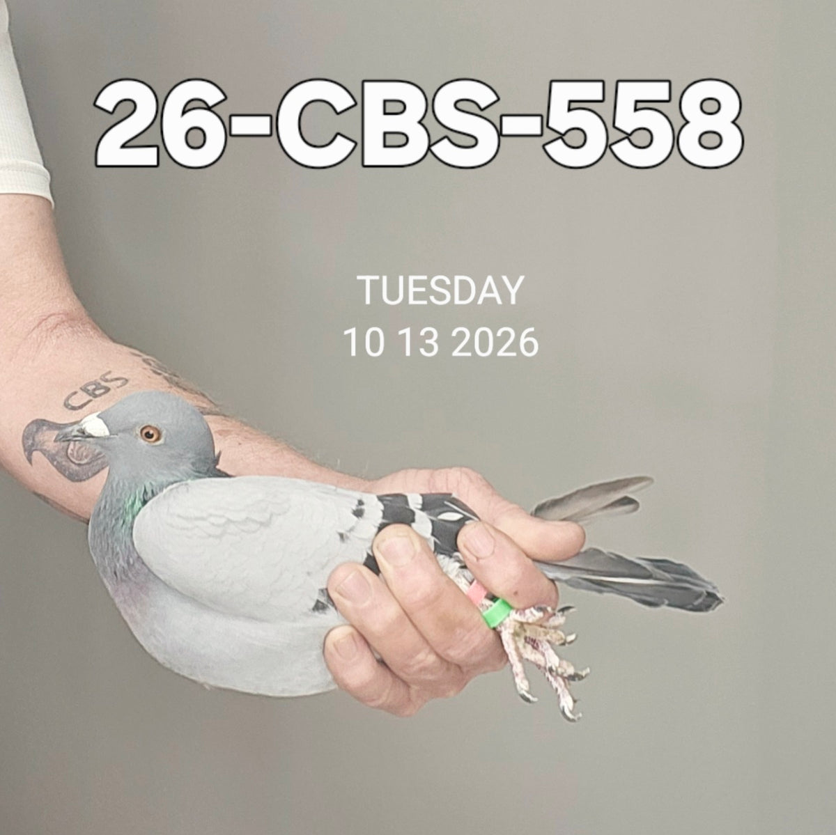 26-CBS-558 Blue hen. Lambrechts & Kittel!