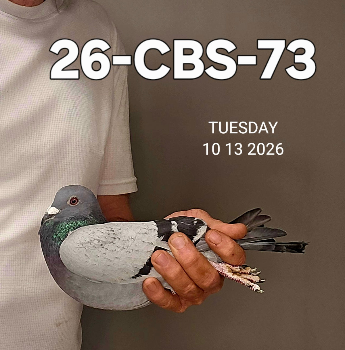 26-CBS-73 Pencil Cock. DiCaprio, Janssen, Kaasboer. FOUNDATION QUALITY!!