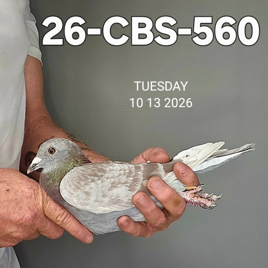 26-CBS-560 Red check cock.