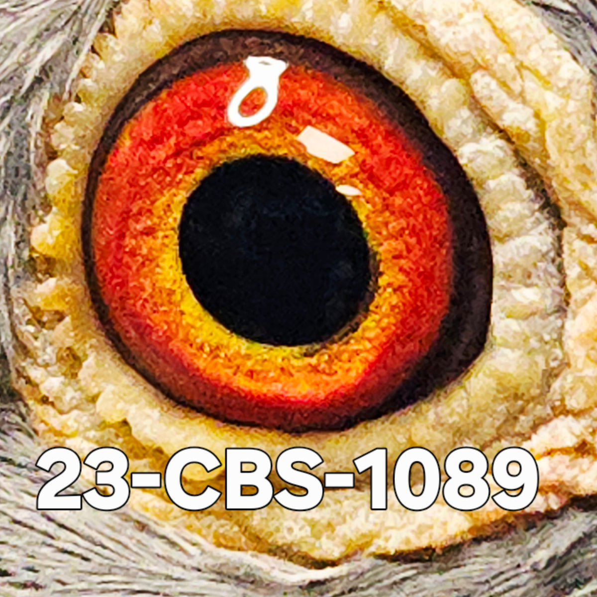 23-CBS-1089 Blue check white flight cock. Son "Alaska" winner of 7 FIRST PRIZES!!