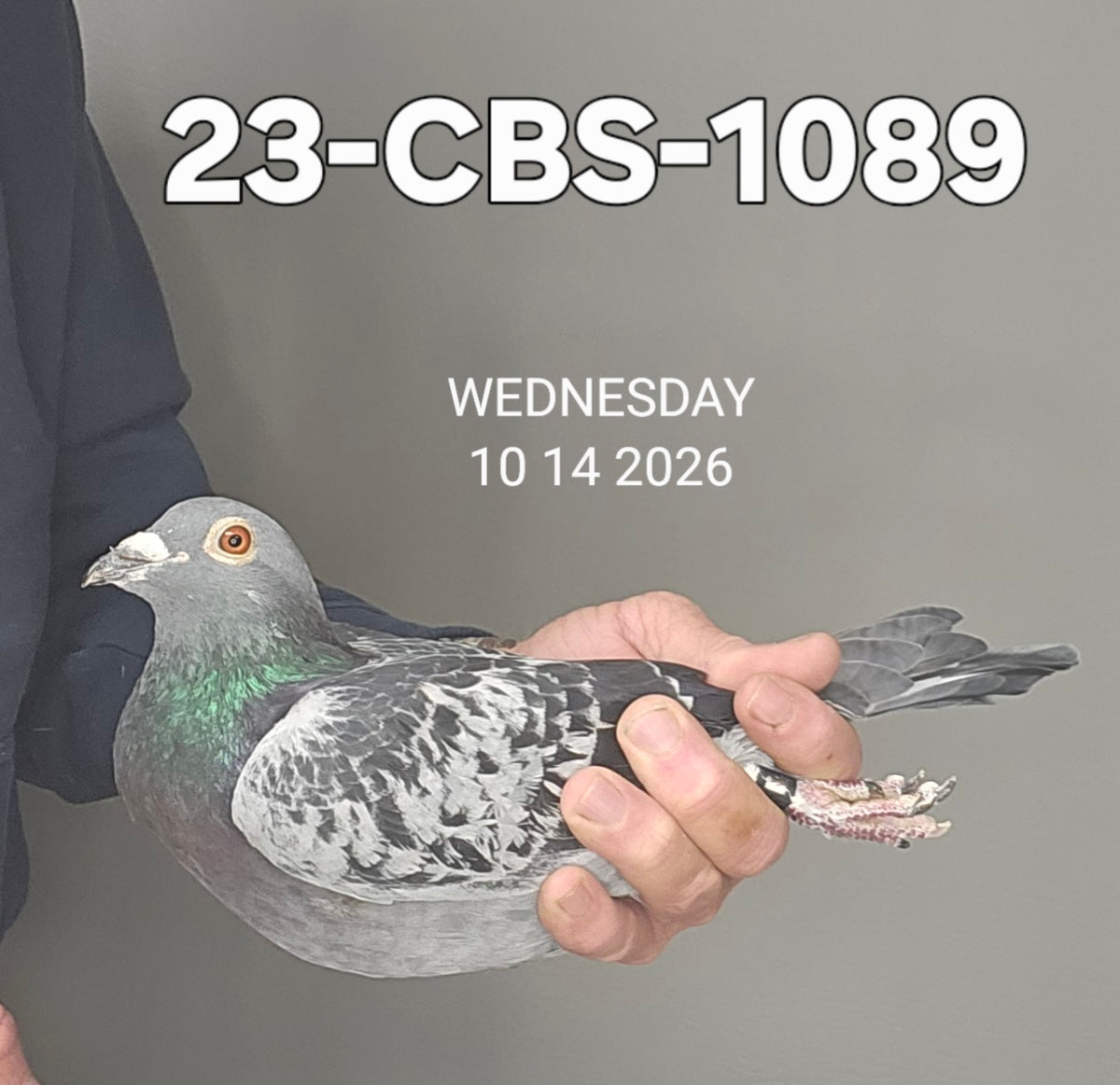 23-CBS-1089 Blue check white flight cock. Son "Alaska" winner of 7 FIRST PRIZES!!