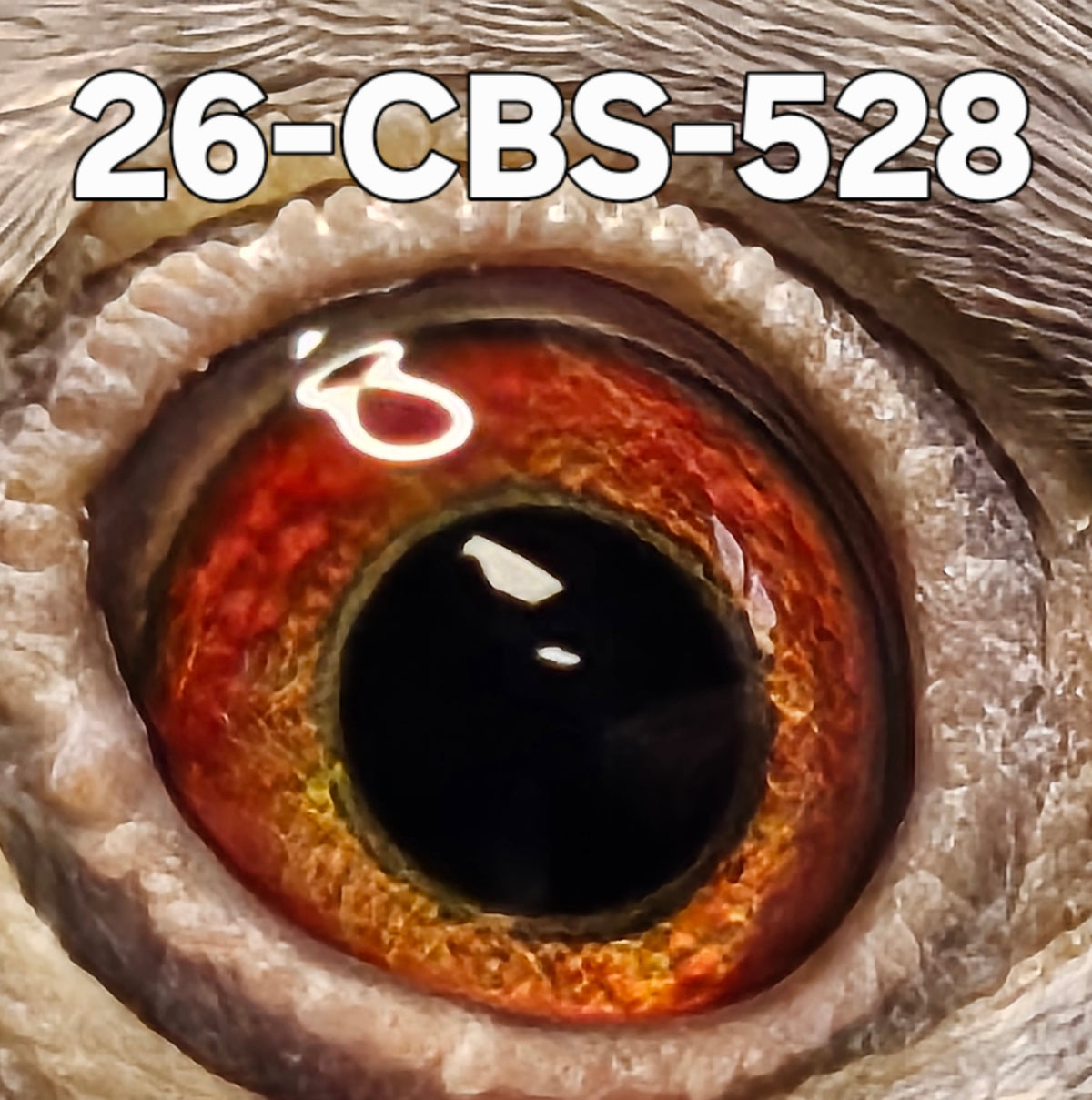 26-CBS-528 Silver hen. Granddaughter "Flynn". Dirk Van Dyck.