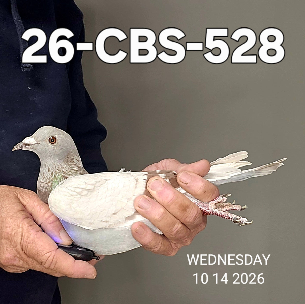 26-CBS-528 Silver hen. Granddaughter "Flynn". Dirk Van Dyck.