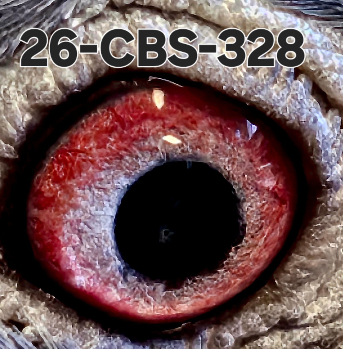 26-CBS-328 Blue hen. Inbred granddaughter "Rudi" x "Kambree"