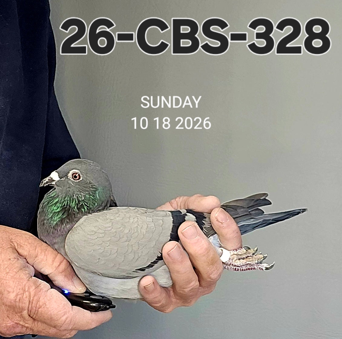 26-CBS-328 Blue hen. Inbred granddaughter "Rudi" x "Kambree"