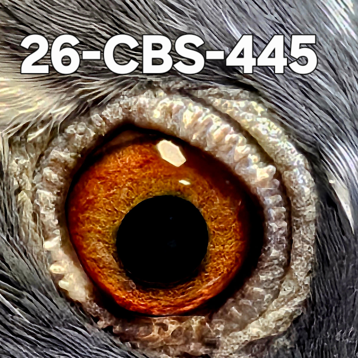 26-CBS-445 Light check splash hen. 019 Janssen, Belgian White.