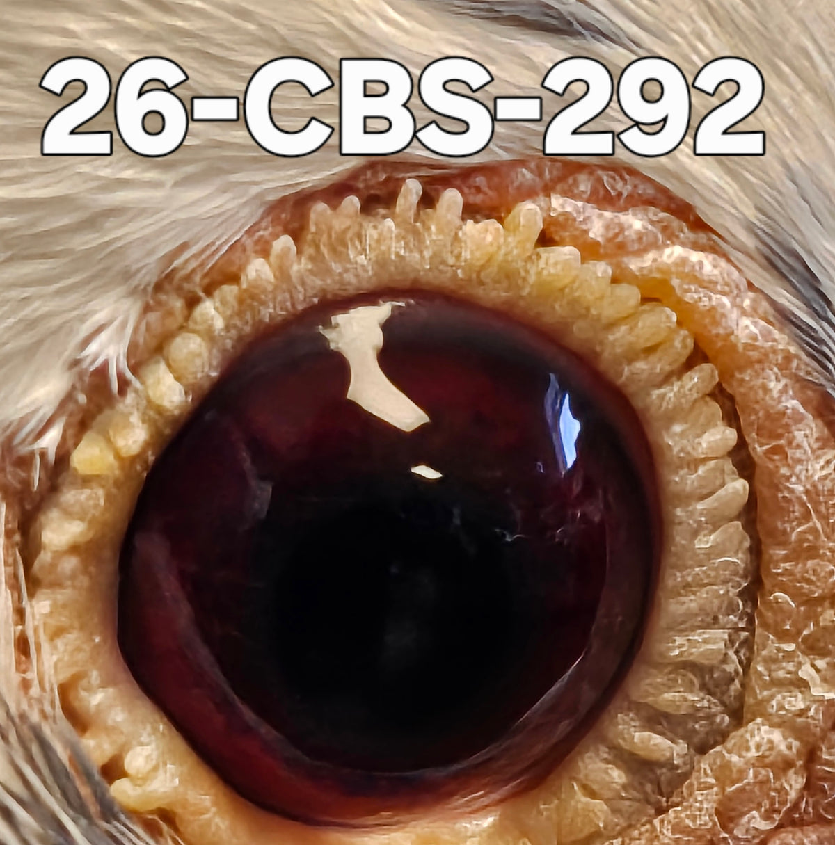 26-CBS-292 Blue check splash cock. 019 Janssen & Belgian White.