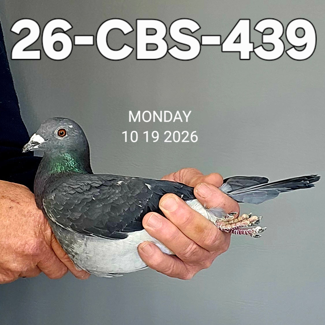 26-CBS-439 Black hen. Granddaughter "Ebony" & "New Black Prince"