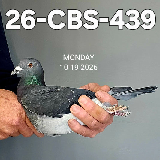 26-CBS-439 Black hen. Granddaughter "Ebony" & "New Black Prince"