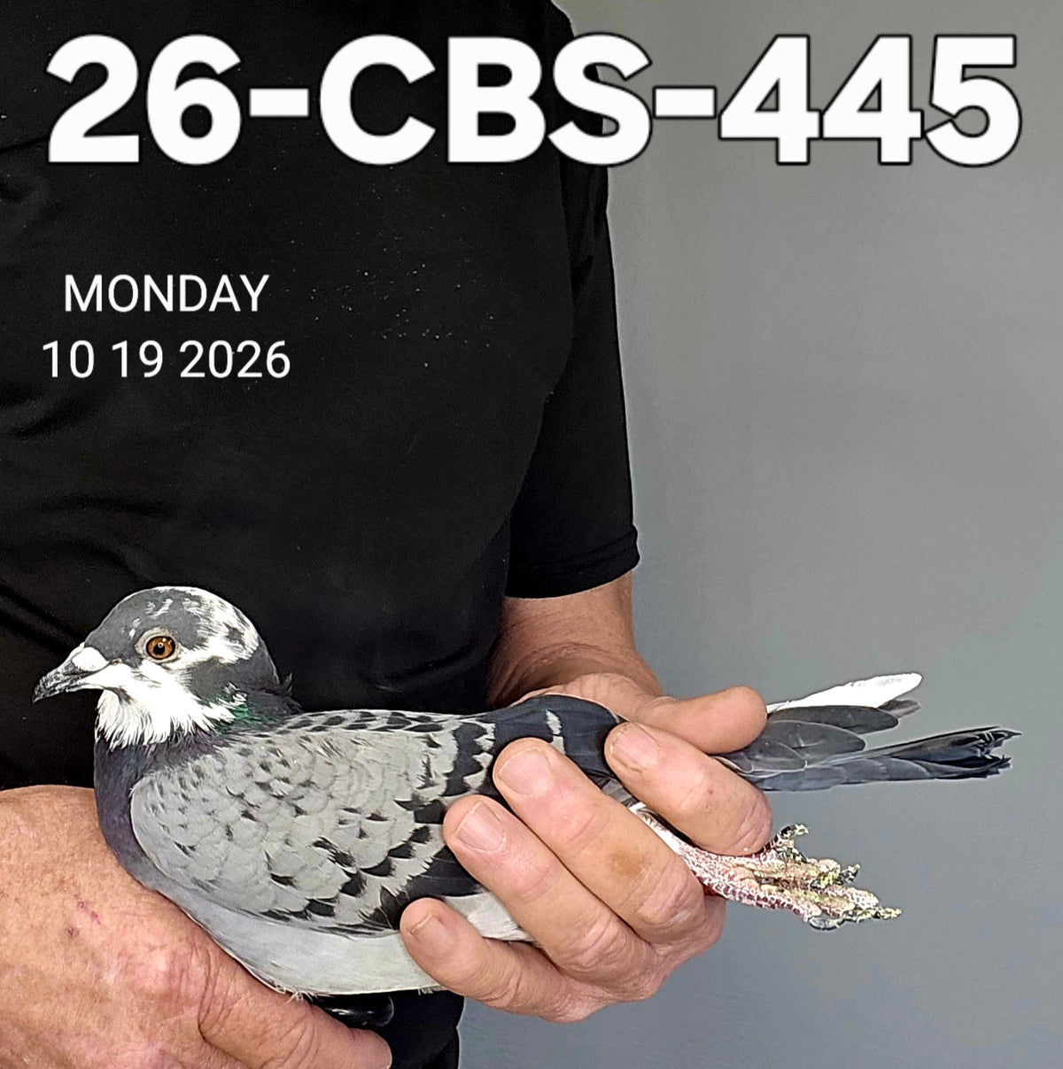 26-CBS-445 Light check splash hen. 019 Janssen, Belgian White.