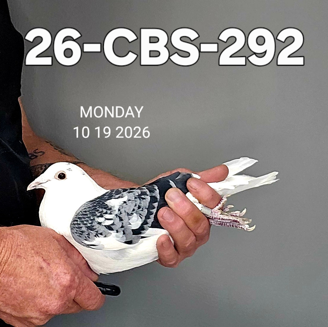 26-CBS-292 Blue check splash cock. 019 Janssen & Belgian White.