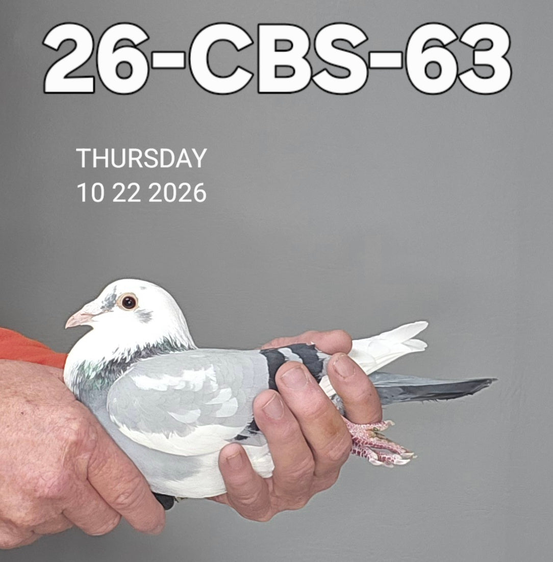 26-CBS-63 Blue splash hen. 019 Janssen.