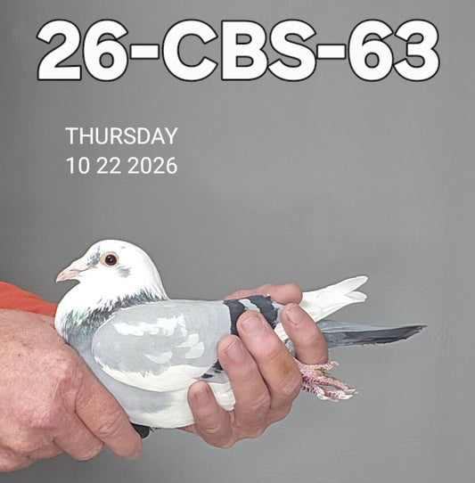 26-CBS-63 Blue splash hen. 019 Janssen.