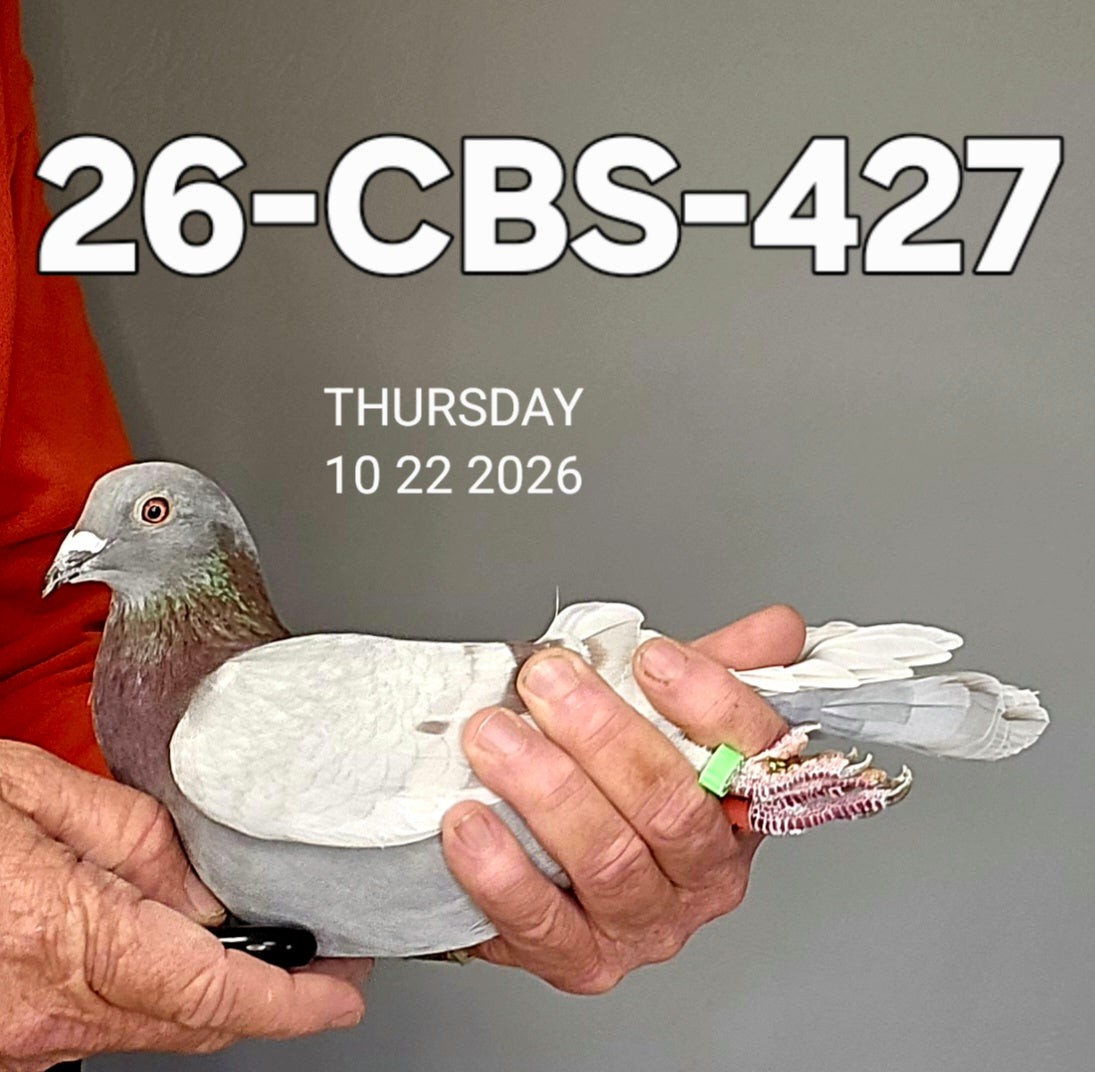 26-CBS-427 Silver hen. Stefaan Lambrechts