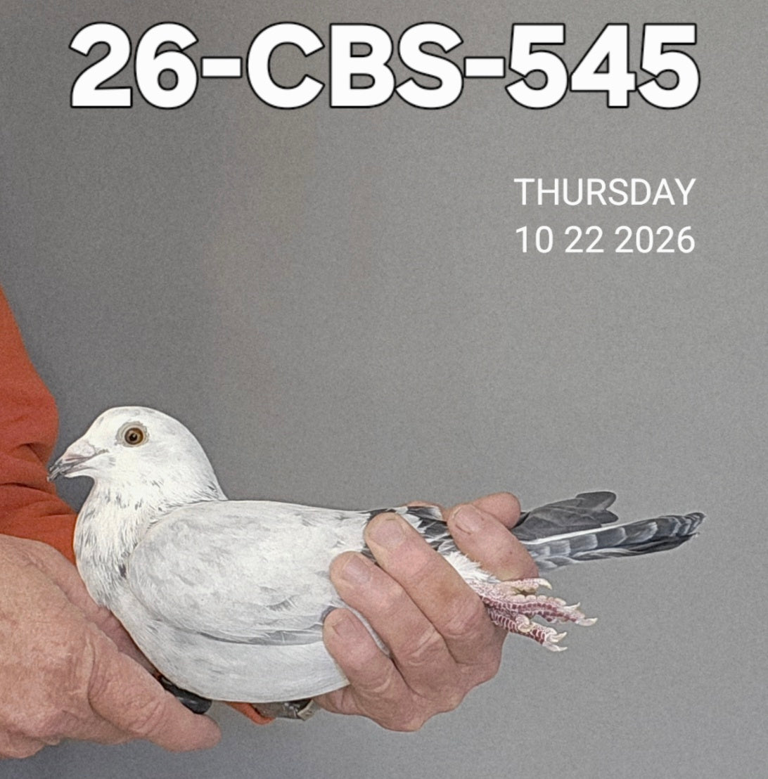 26-CBS-545 Grizzle cock. Kaasboer.