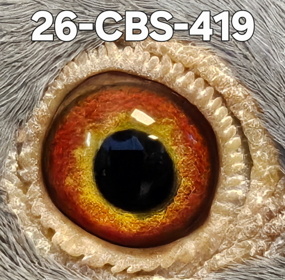 26-CBS-419 Dark Check cock. 019 Janssen, Jan Aarden.
