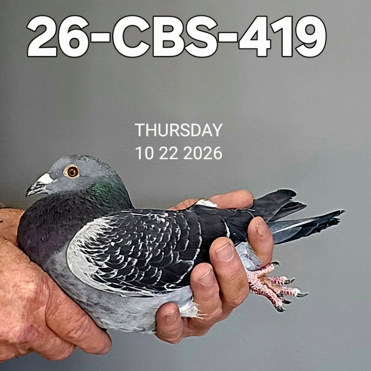26-CBS-419 Dark Check cock. 019 Janssen, Jan Aarden.