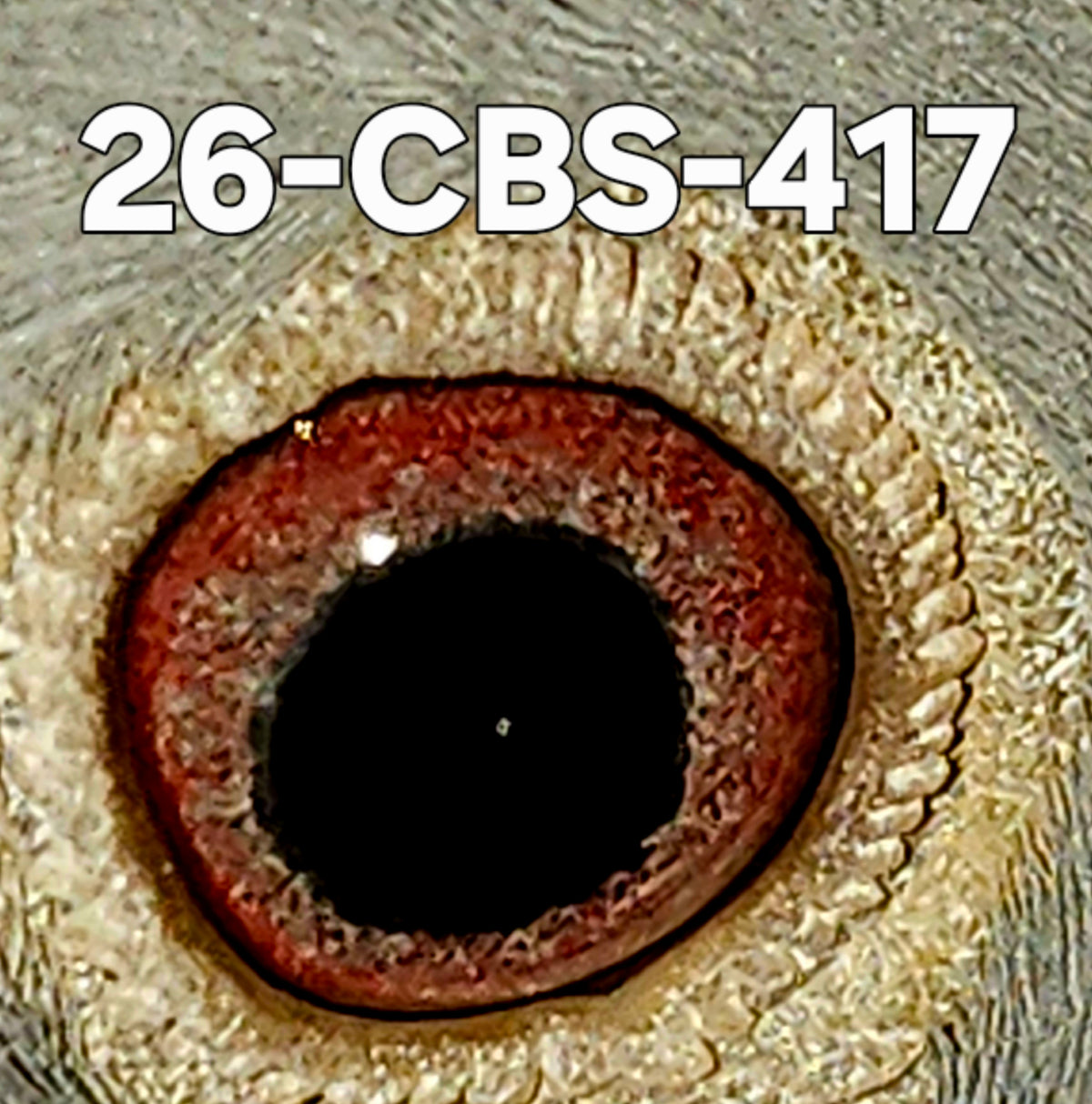 26-CBS-417 Light check hen. Sister to one of our current best racers.