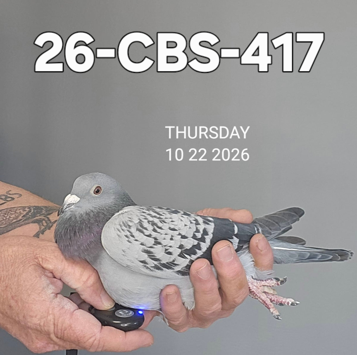 26-CBS-417 Light check hen. Sister to one of our current best racers.