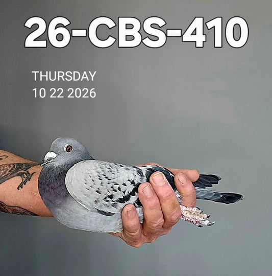 26-CBS-410 Light check hen.  Lambrechts, Kittel, Kannibaal, De Saer.