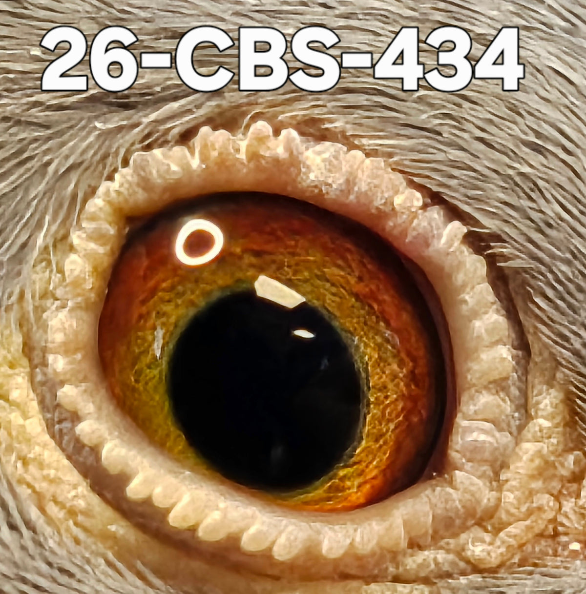 26-CBS-434 Light Check hen. Sire is grandson 