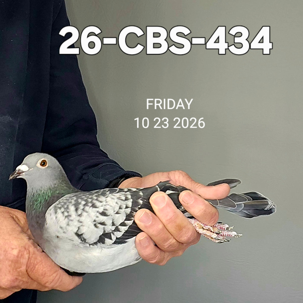 26-CBS-434 Light Check hen. Sire is grandson 
