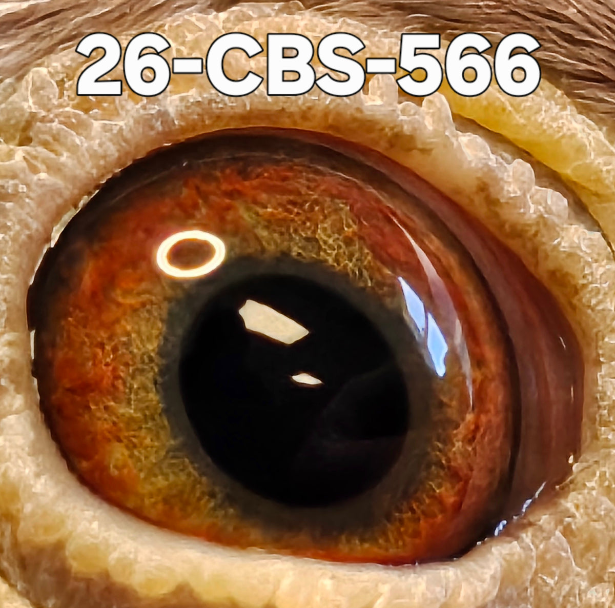 26-CBS-566 Red check hen. Excellent Kannibaal Lines! – CBS Pigeon