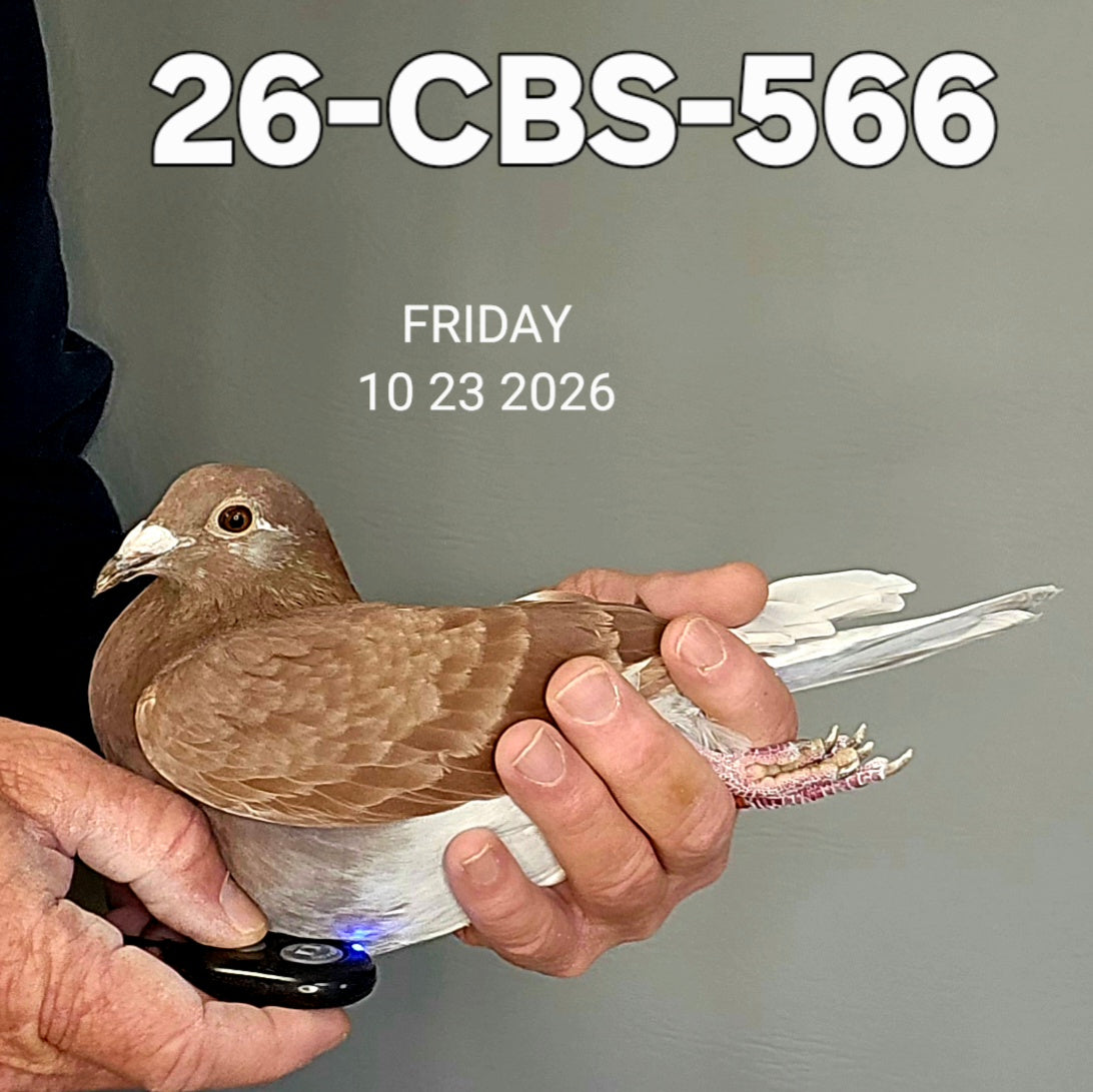26-CBS-566 Red check hen. Excellent Kannibaal Lines! – CBS Pigeon