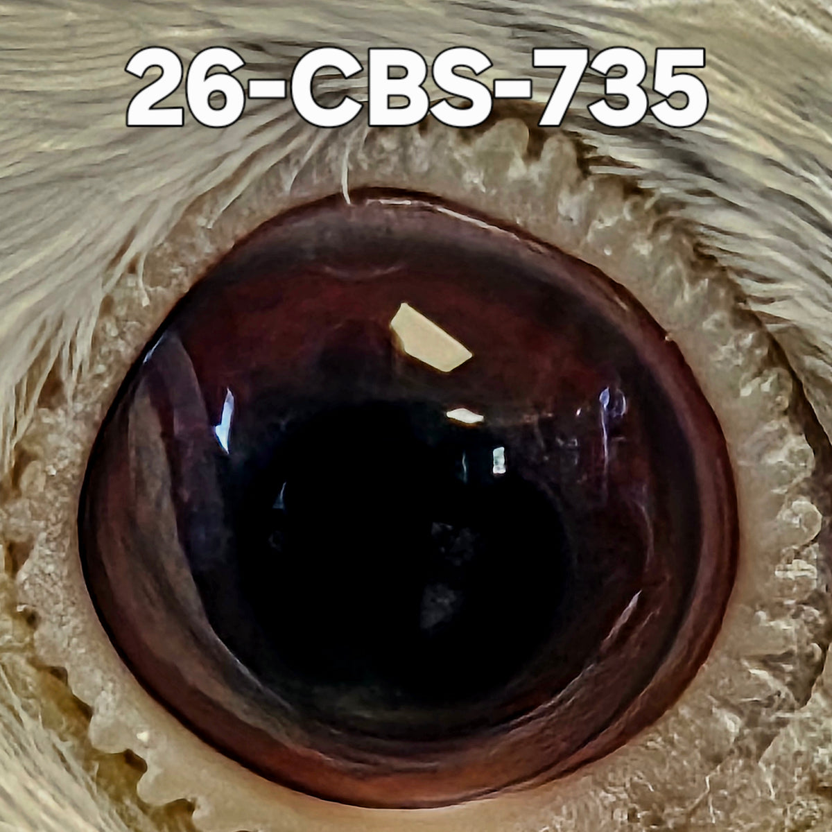 26-CBS-735 Blue Splash hen.