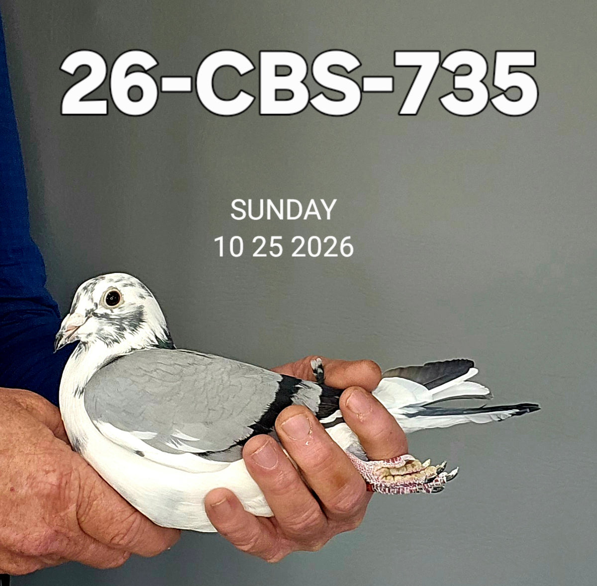 26-CBS-735 Blue Splash hen.