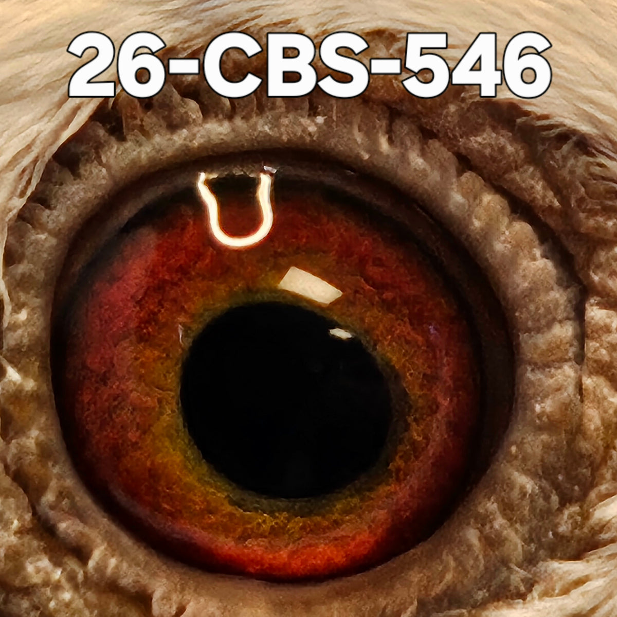 26-CBS-546 Grizzle cock. Kaasboer via Guy Van der Auwera of Belgium.