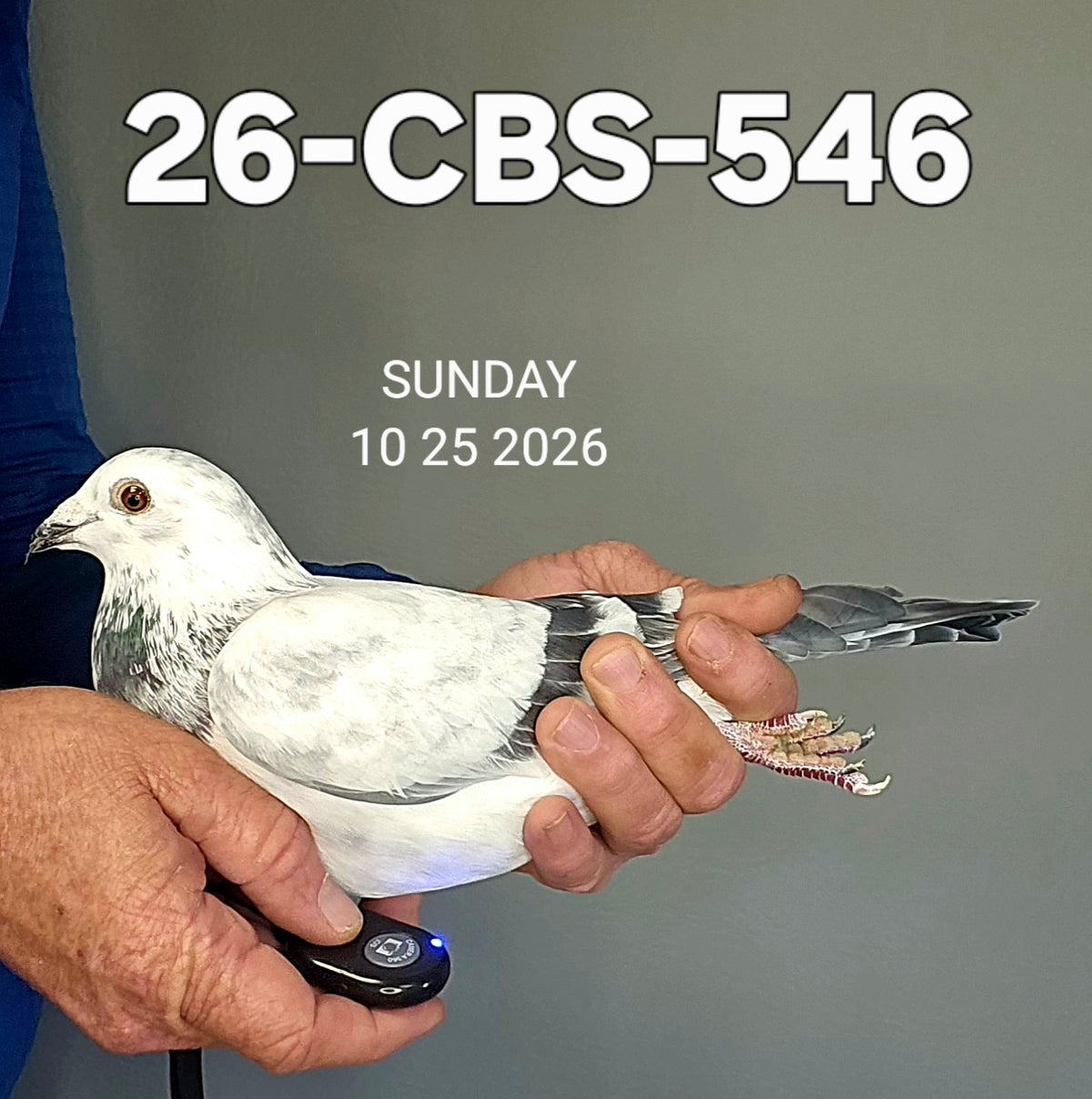 26-CBS-546 Grizzle cock. Kaasboer via Guy Van der Auwera of Belgium.