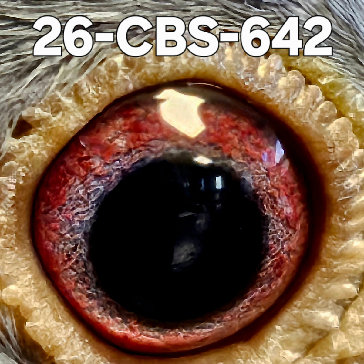 26-CBS-642 Blue check hen. Kannibaal & Janssen. Granddaughter 