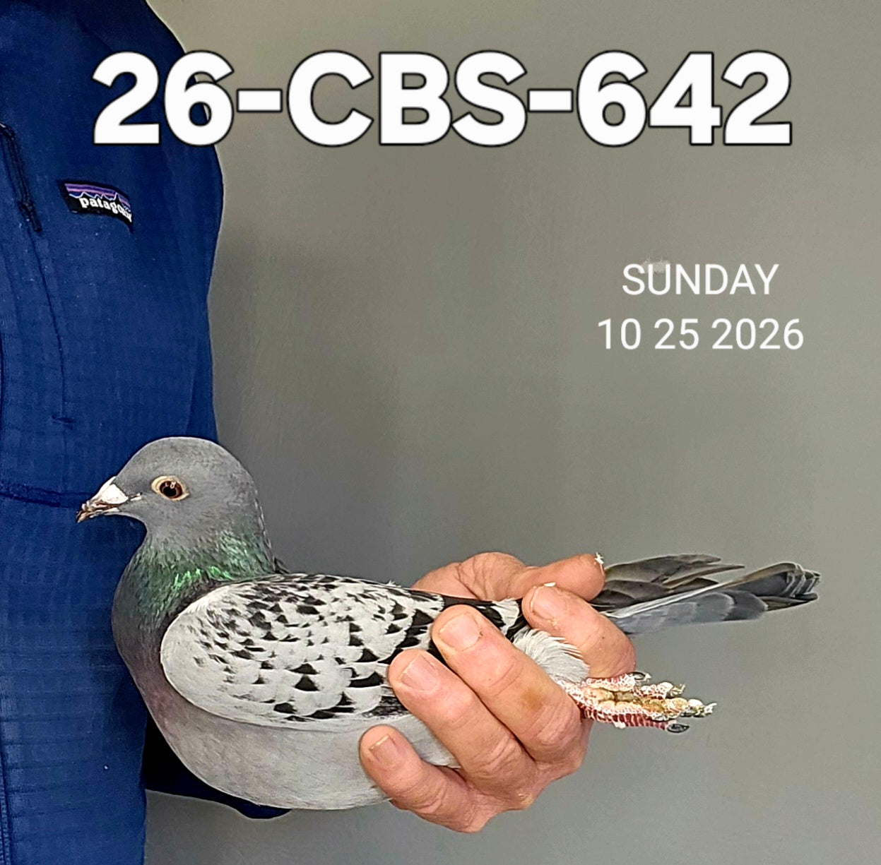 26-CBS-642 Blue check hen. Kannibaal & Janssen. Granddaughter 
