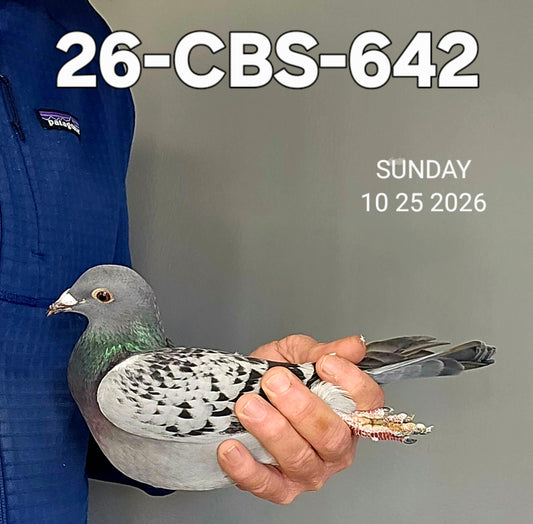 26-CBS-642 Blue check hen. Kannibaal & Janssen. Granddaughter "Bellatrix".