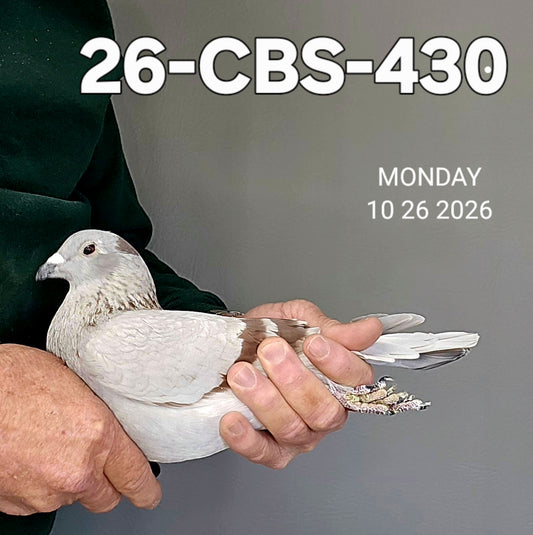 26-CBS-430 Silver cock. Grandson "Henniker"