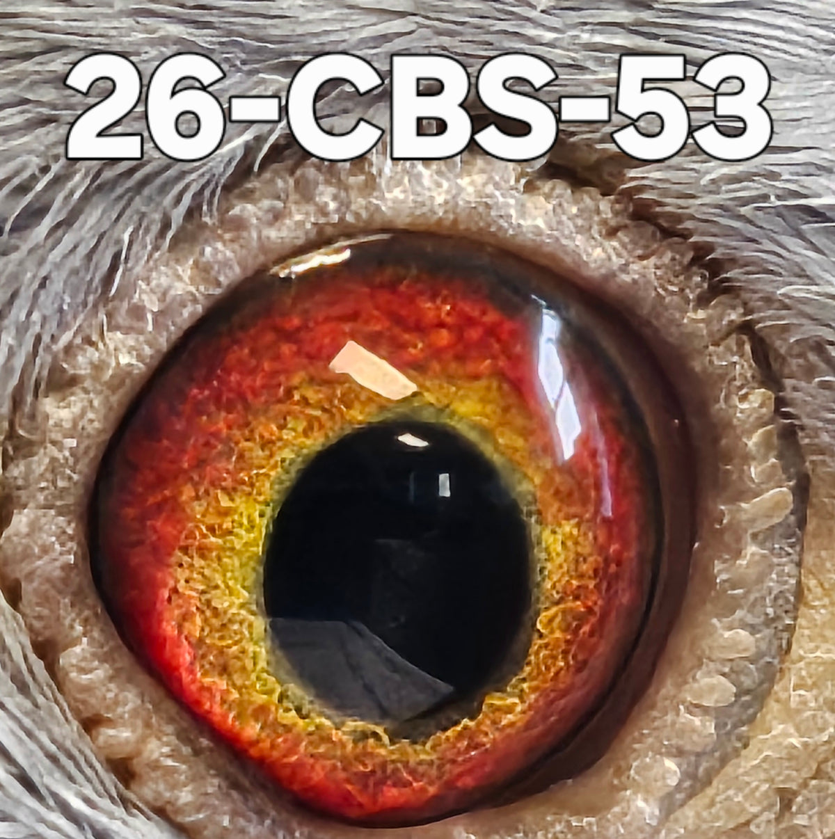 26-CBS-53 Blue hen. Inbred "990" FOUNDATION QUALITY HEN!!