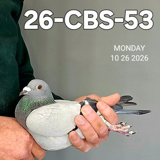 26-CBS-53 Blue hen. Inbred "990" FOUNDATION QUALITY HEN!!
