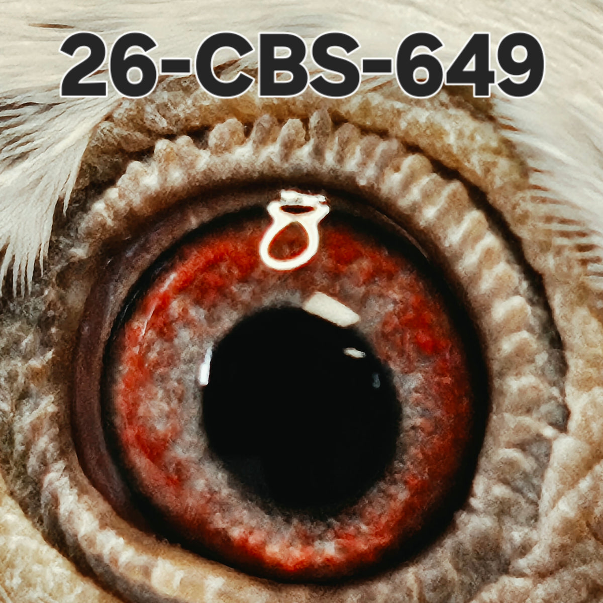 26-CBS-649 White grizzle cock. Inbred "Early Grey". FOUNDATION QUALITY COCK!!