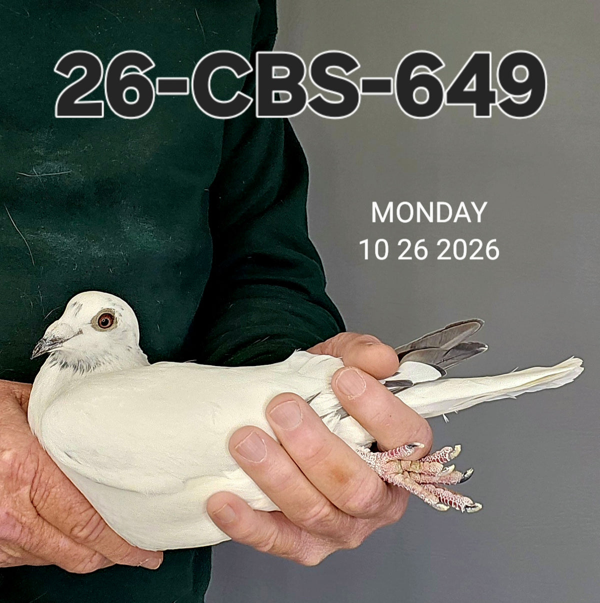 26-CBS-649 White grizzle cock. Inbred "Early Grey". FOUNDATION QUALITY COCK!!