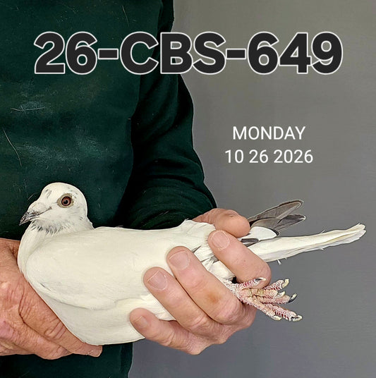 26-CBS-649 White grizzle cock. Inbred "Early Grey". FOUNDATION QUALITY COCK!!