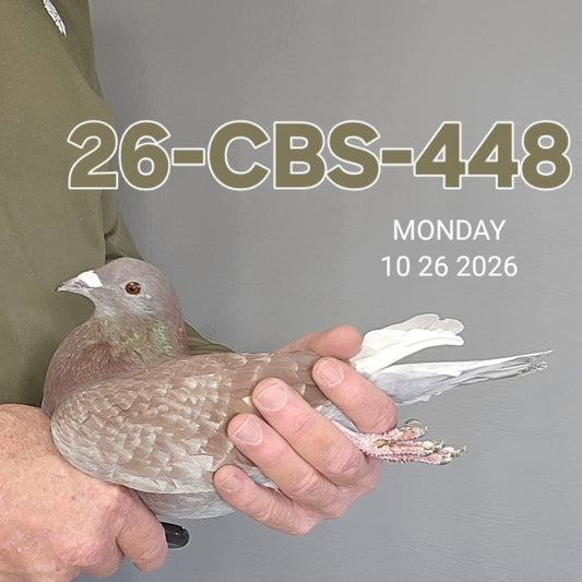 26-CBS-448 Red check cock. Grandson "Bellatrix", dam is 019 Janssen.