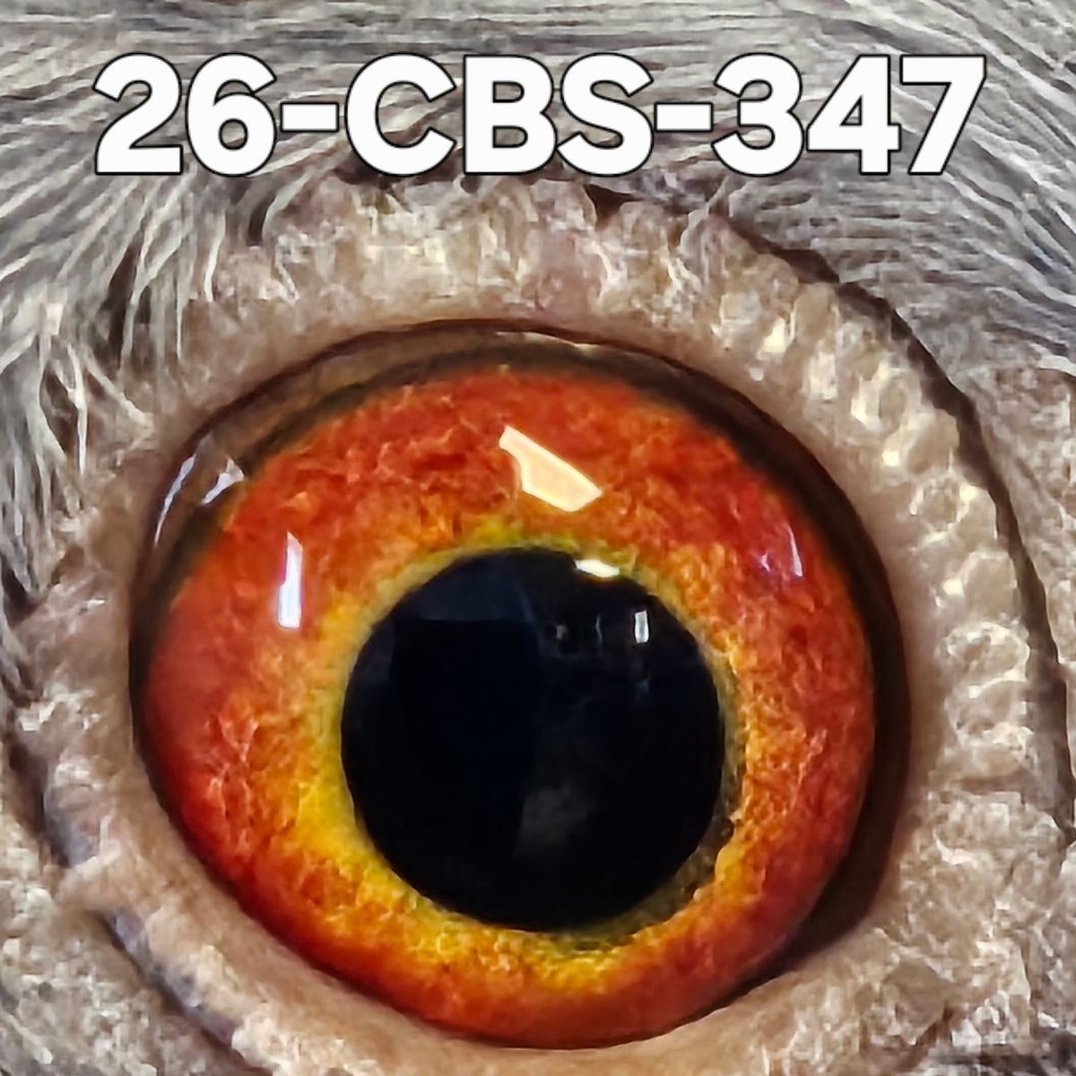 26-CBS-347 Blue cock. Grandson "Rudi", "Kambree", "Camulos". Foundation quality cock.