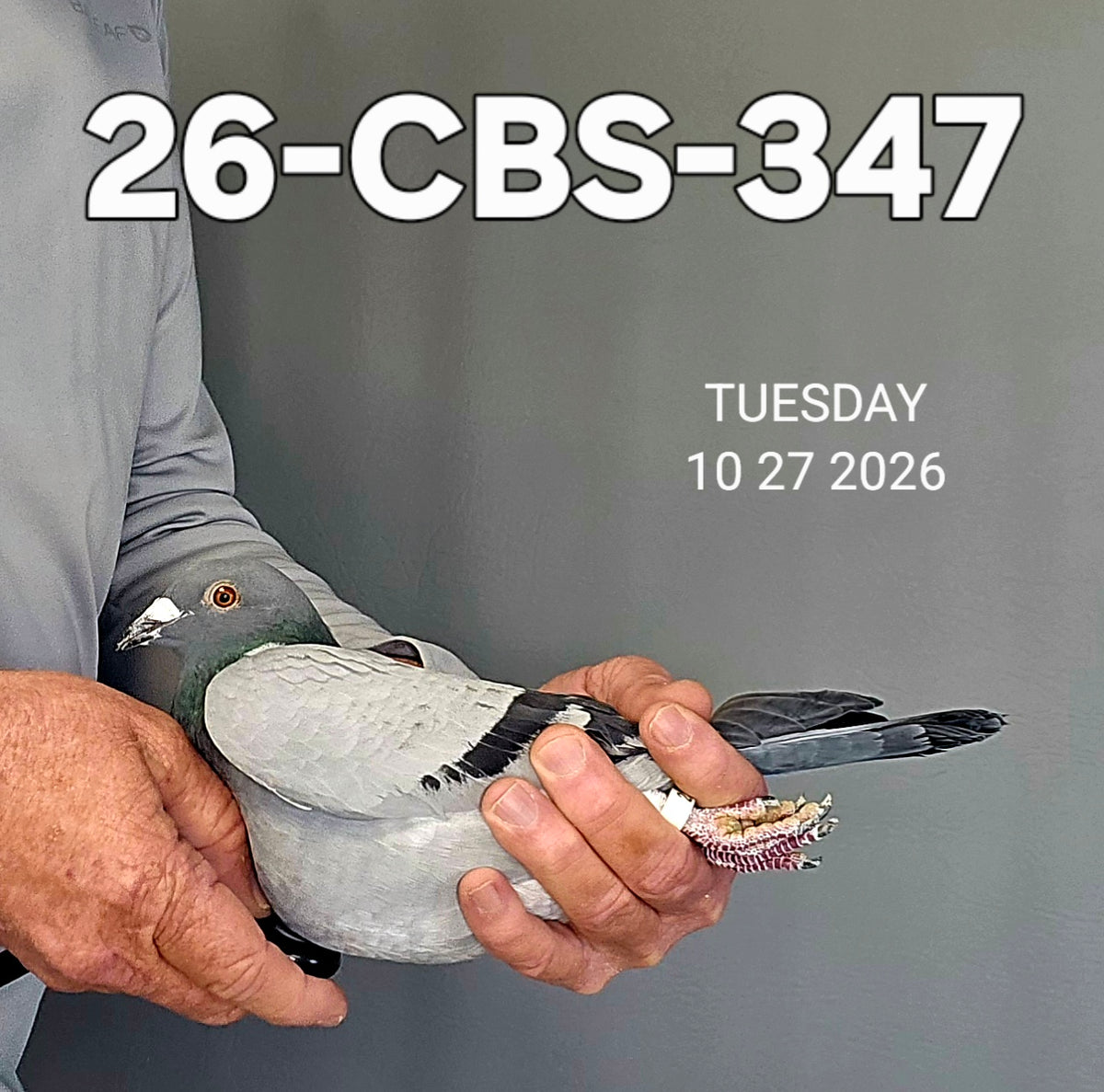 26-CBS-347 Blue cock. Grandson "Rudi", "Kambree", "Camulos". Foundation quality cock.