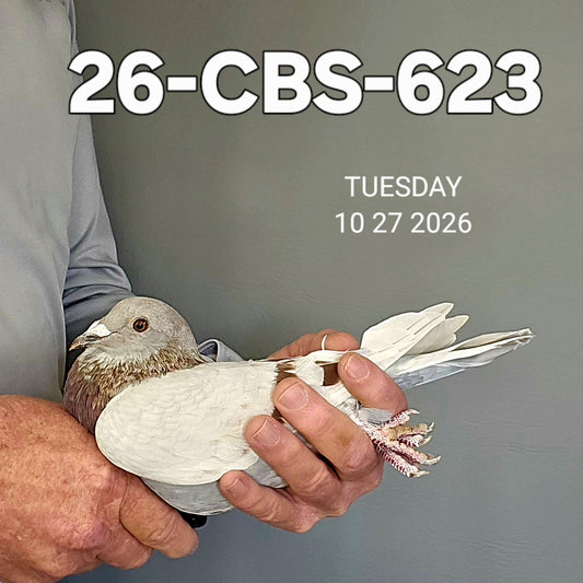 26-CBS-623 Silver hen. DiCaprio, Kannibaal, Vandenabeele.