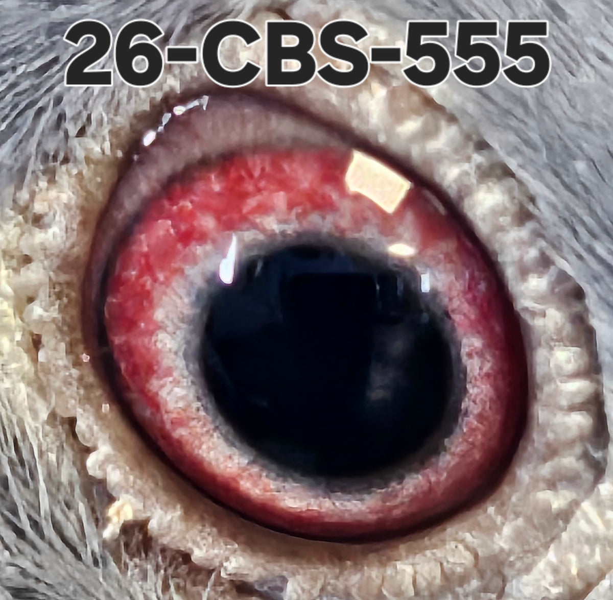 26-CBS-555 Blue cock. Son "Henniker" super racer and breeder. Dam is out of "Jacky Blue".