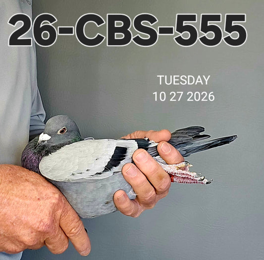 26-CBS-555 Blue cock. Son "Henniker" super racer and breeder. Dam is out of "Jacky Blue".