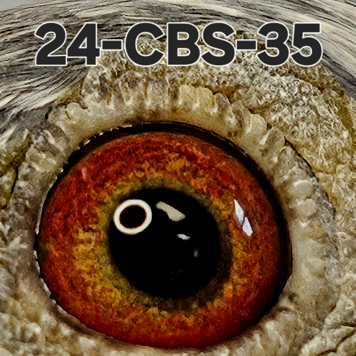 24-CBS-35 Grizzle cock. Son "Ironsides" from our breeding loft.